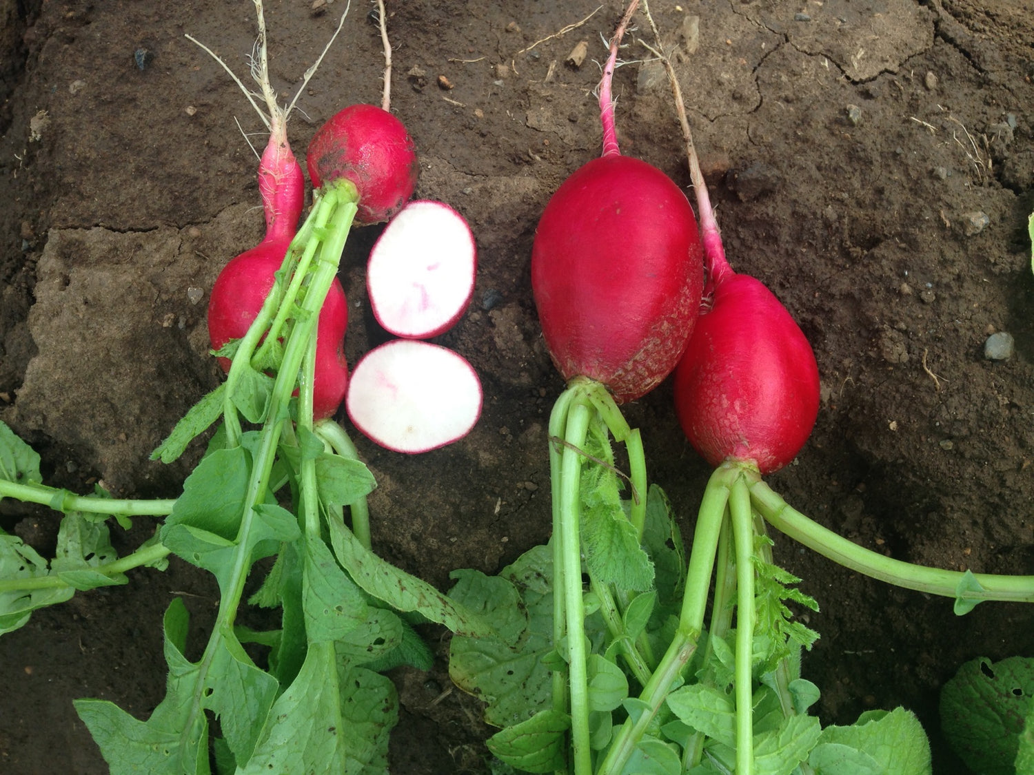 Rabano Ruby Saco 10 Kg