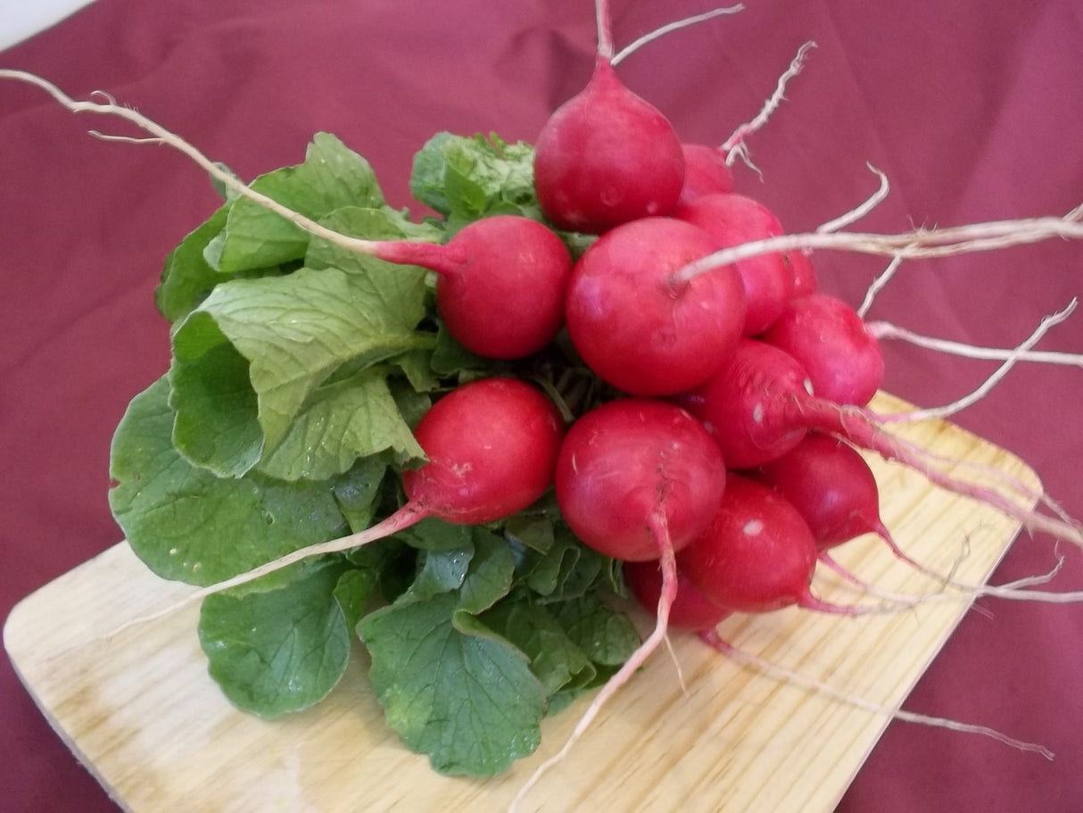 Rabano Champion Saco 50 Lb