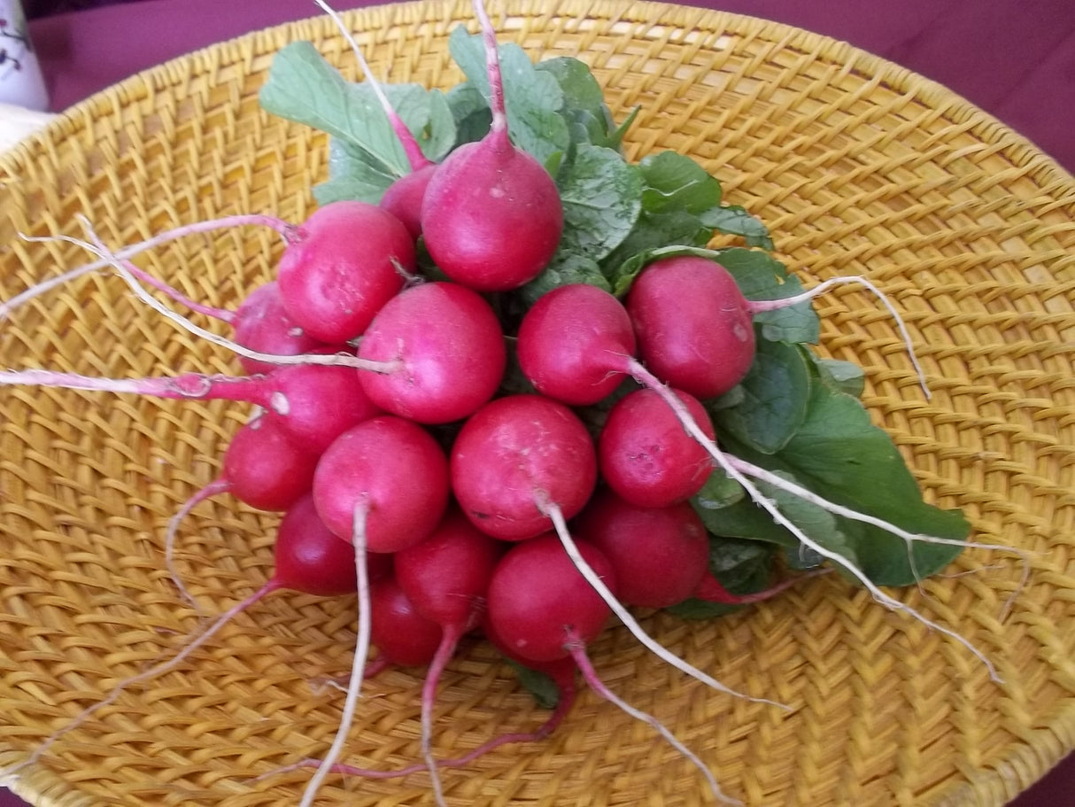 Rabano Champion Saco 50 Lb