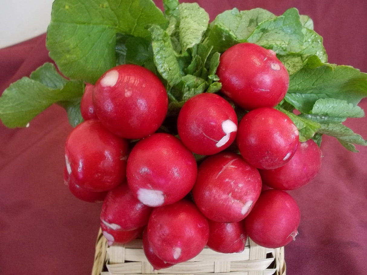 Rabano Champion Saco 50 Lb