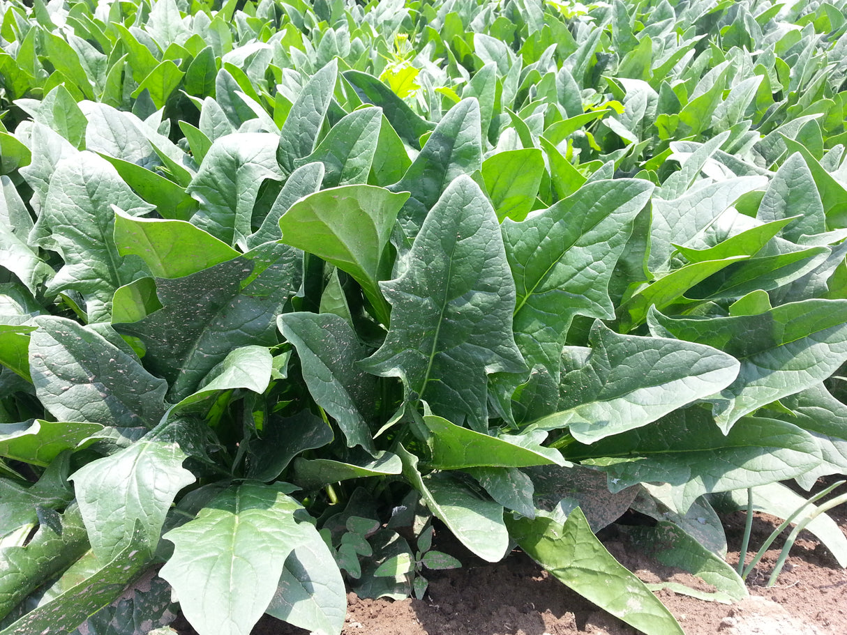 Espinaca 3030 F-1 Large Saco 1 Millón de semillas