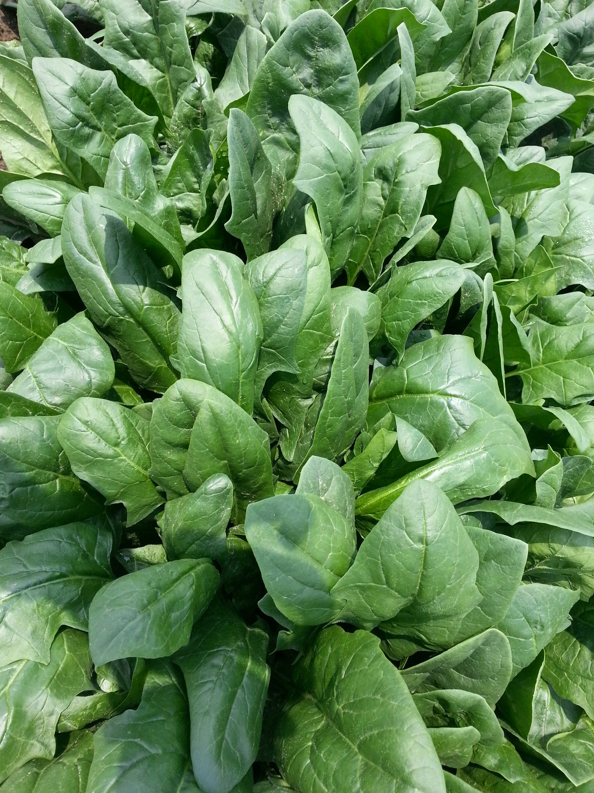 Espinaca 3030 F-1 Large Saco 1 Millón de semillas