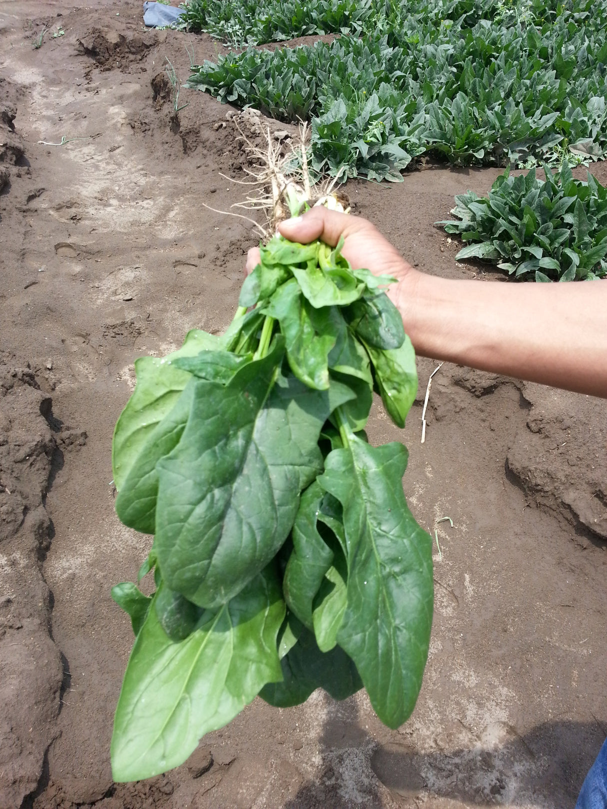 Espinaca 3030 F-1 Sobre 25 Millares