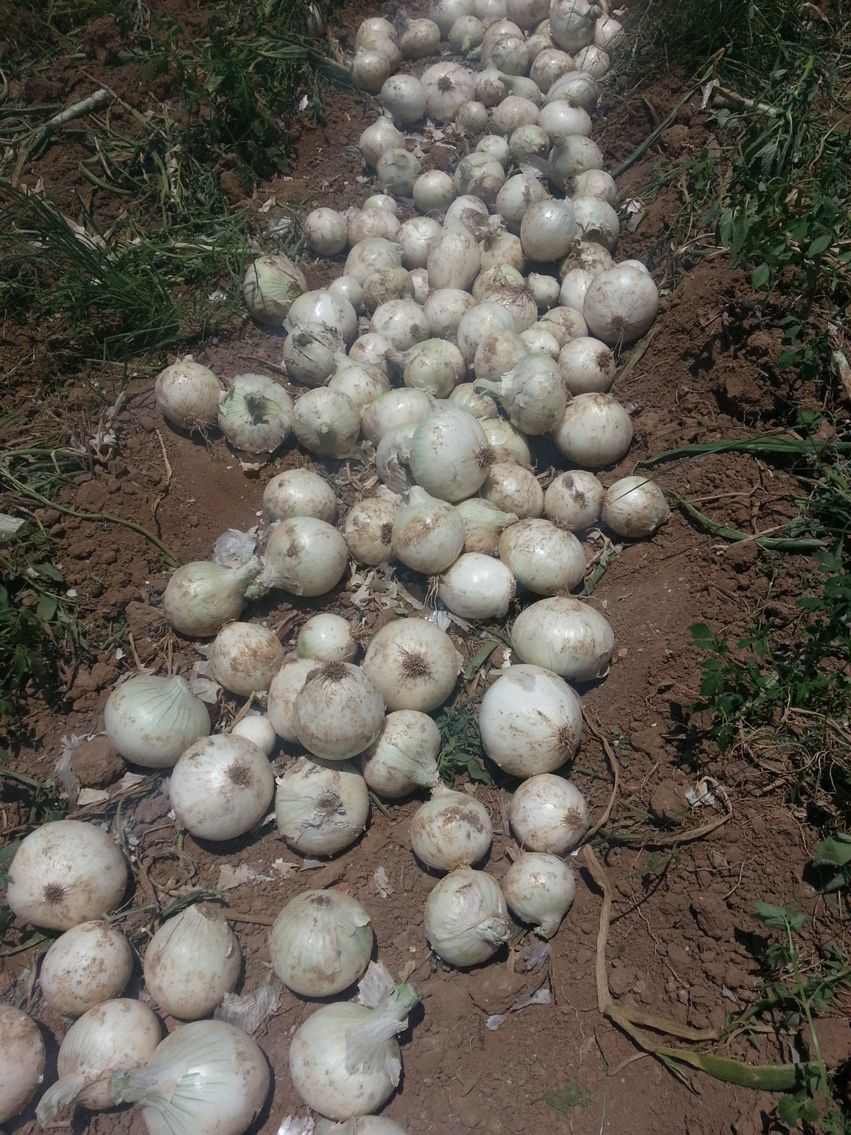 Cebolla Calibre 50 Sobre 1 Lb