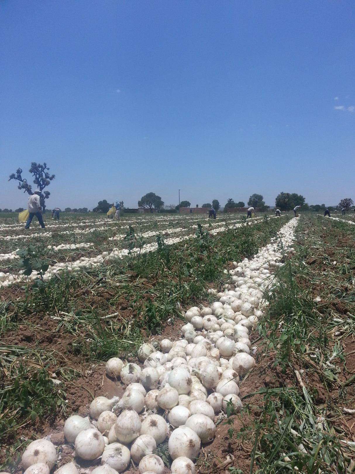 Cebolla Calibre 50 Sobre 1 Lb