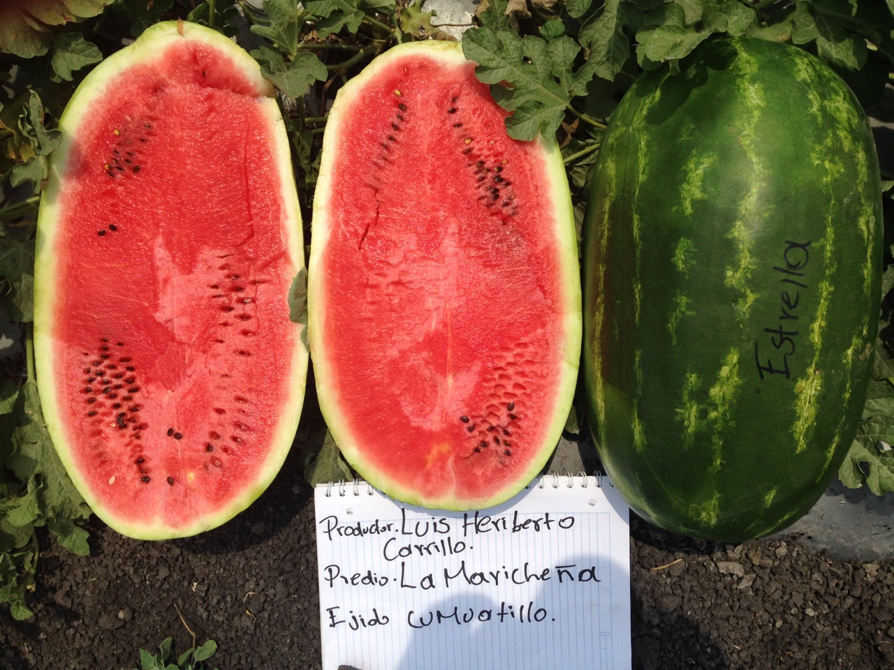 Sandia Estrella Sobre 5 Millares