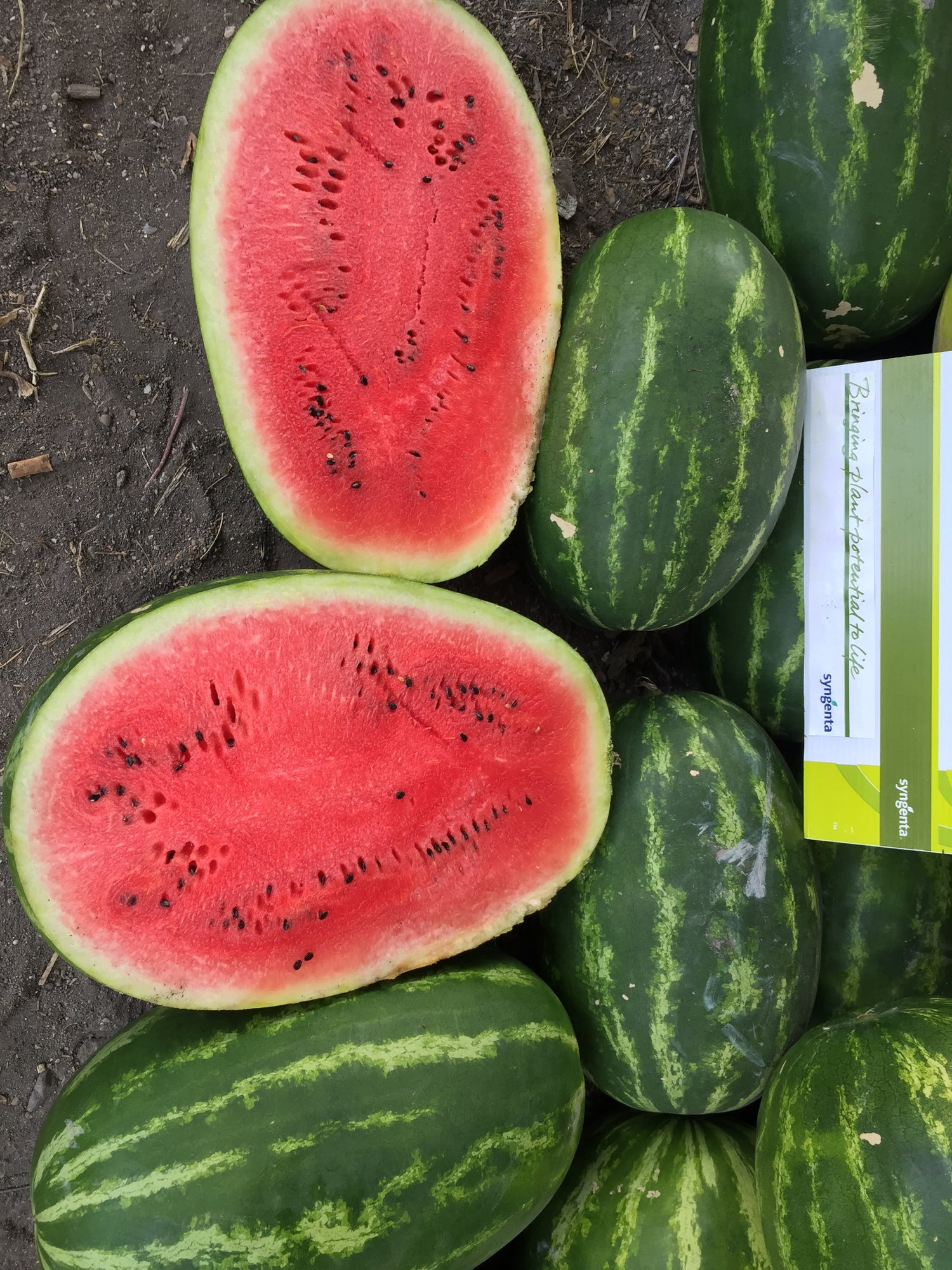 Sandia Magnifica Sobre 5 Millares