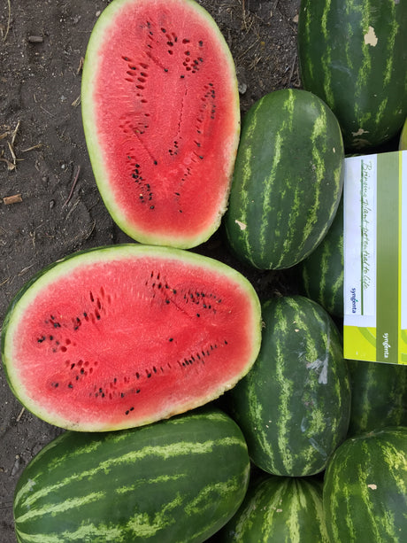 Sandia Magnifica Sobre 5 Millares