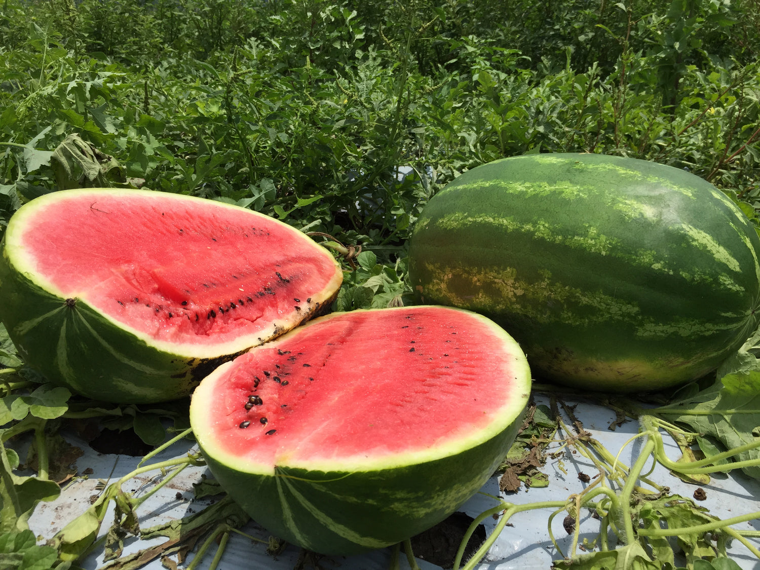 Sandia Magnifica Sobre 5 Millares