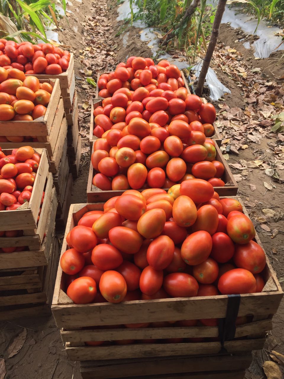 Tomate Namib sobre 2 millares