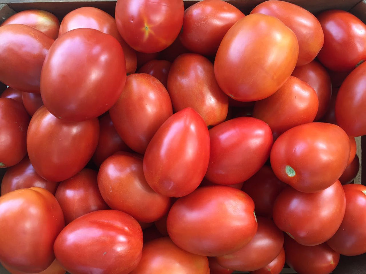 Tomate Namib Sobre 25 millares. Descuento 25% (se aplica en el carrito)