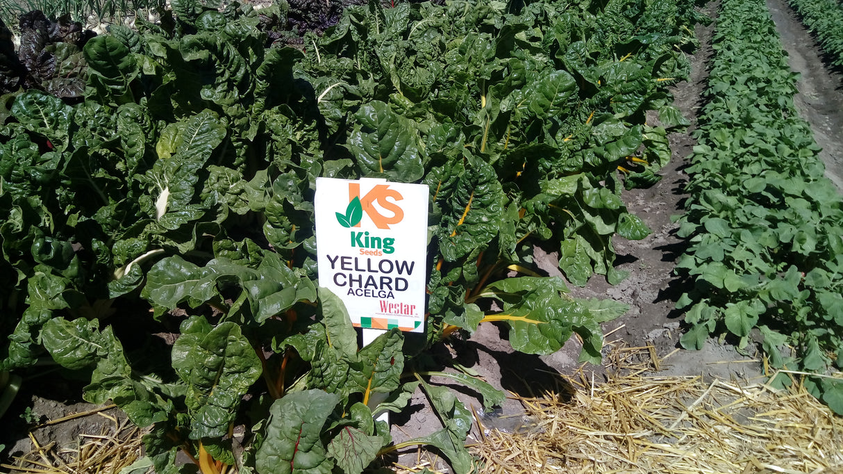Acelga Amarilla Sobre 1 Lb