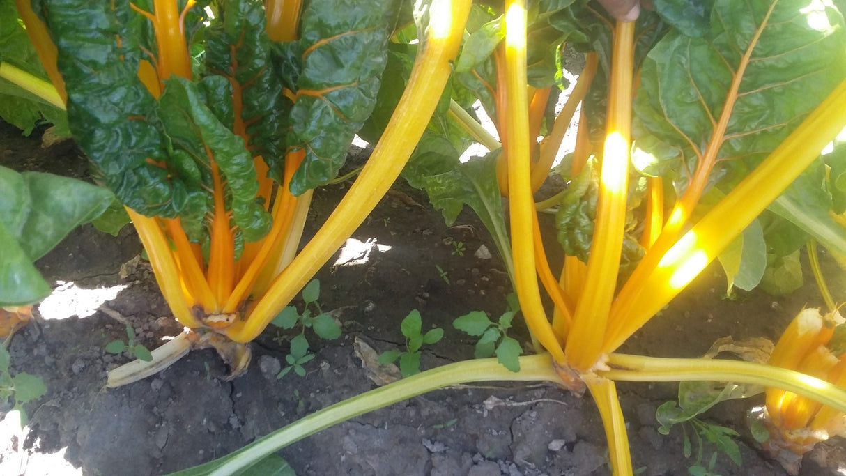 Acelga Amarilla Sobre 1 Lb