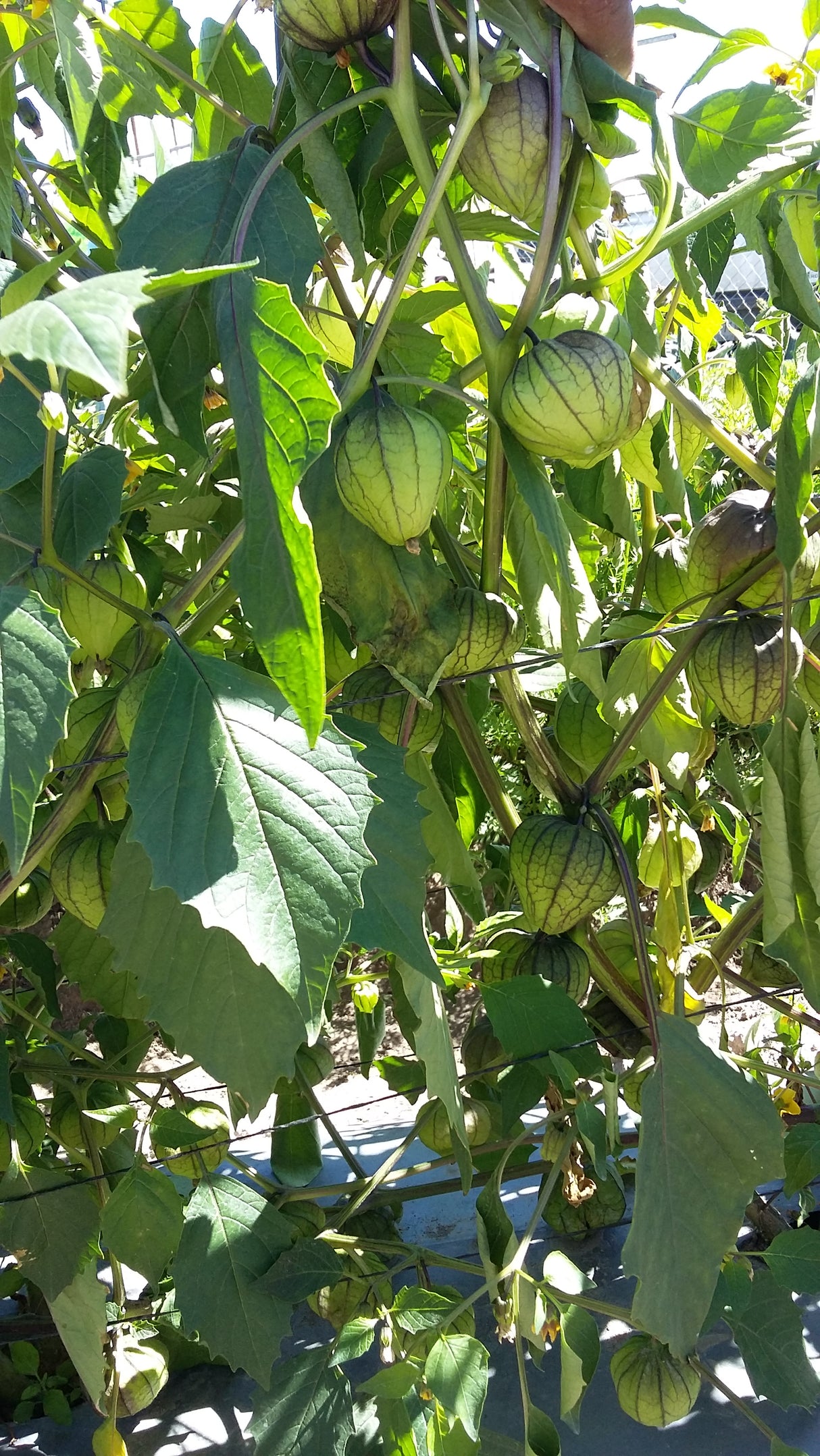 Tomatillo Morado Supremo 100M