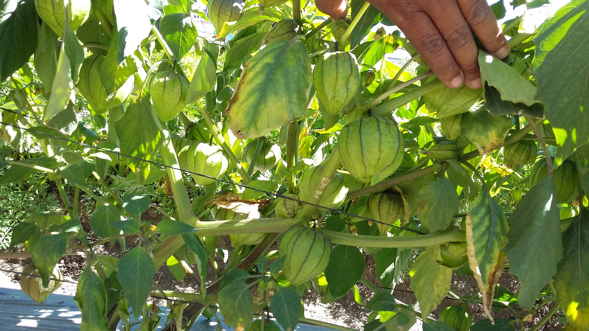 Tomatillo Morado Supremo 100M