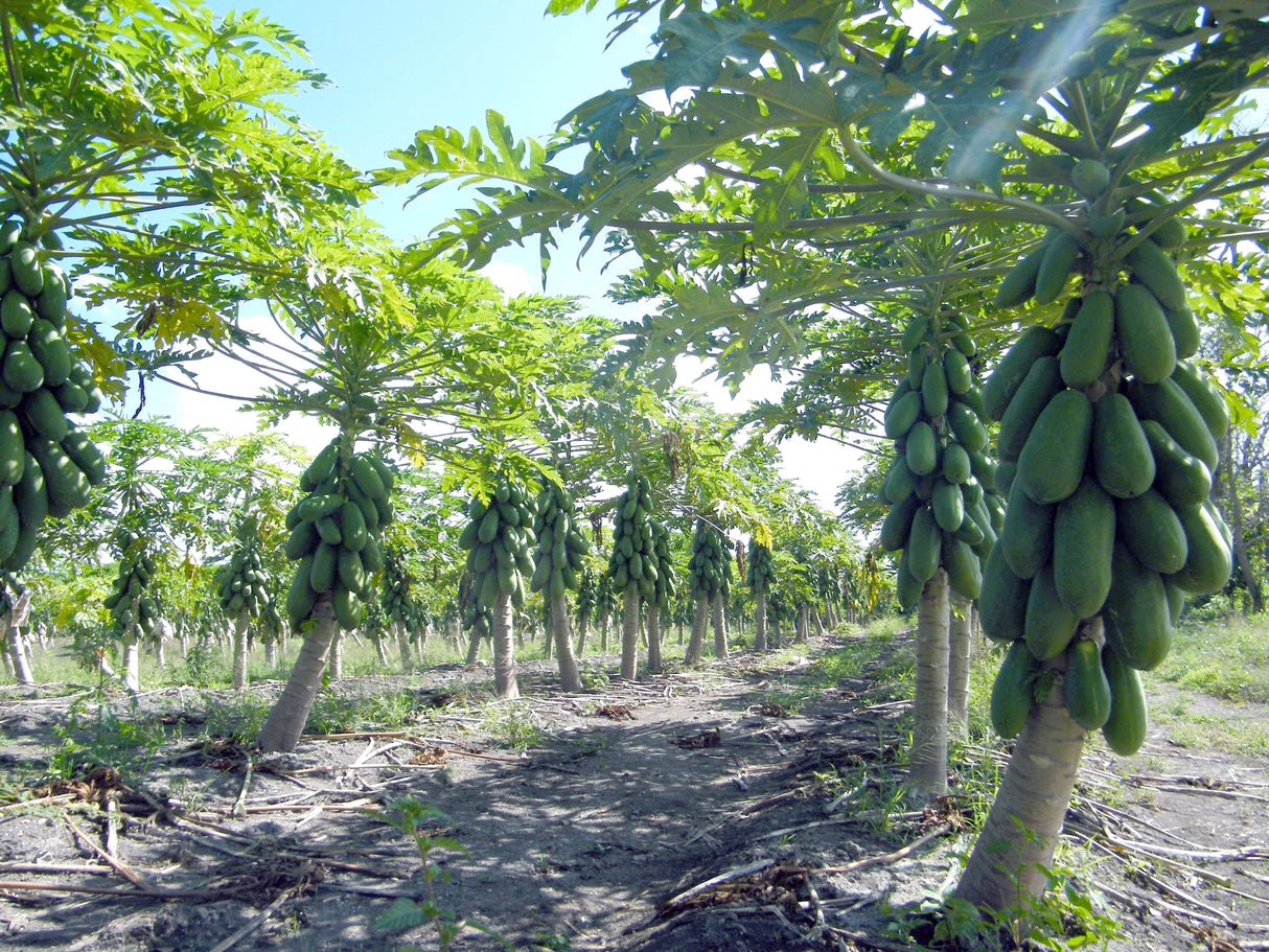Papaya Maradol Sobre 2.5 millares sin tratamiento