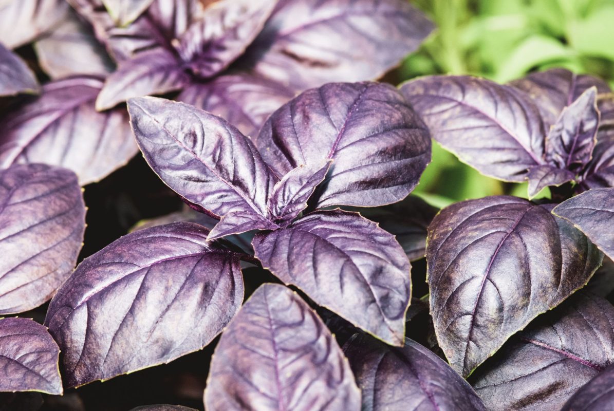 Albahaca Dark Opal sin tratamiento 1Lb