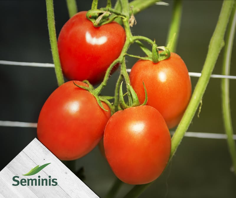Tomate determinado Bullseye (8870) Sobre 5 millares