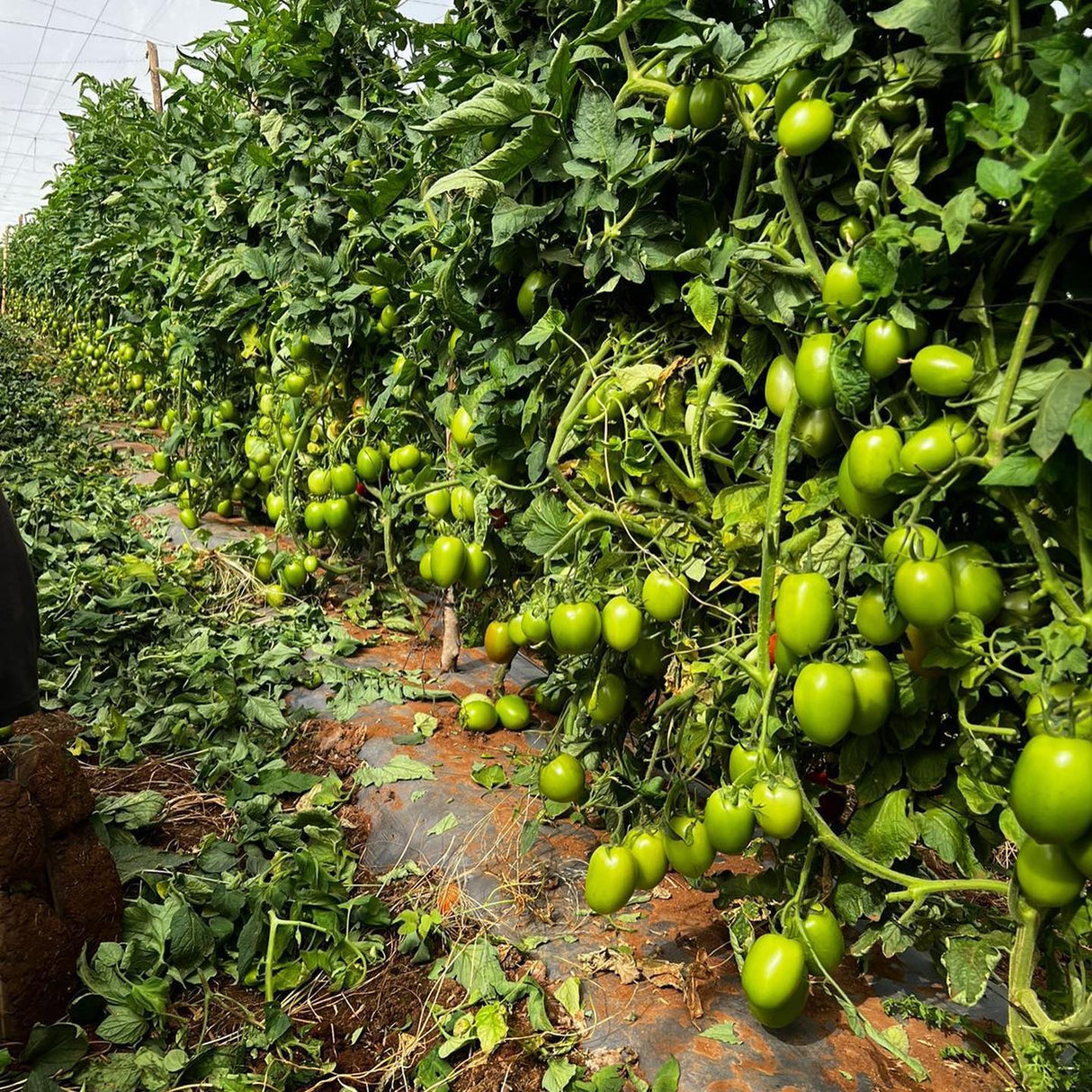 Tomate Rutilus Sobre 1 millar