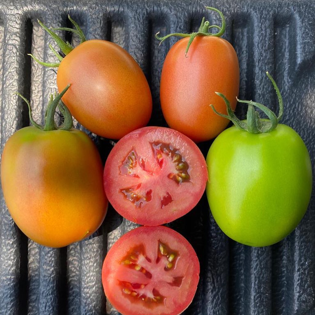 Tomate Rutilus Sobre 1 millar