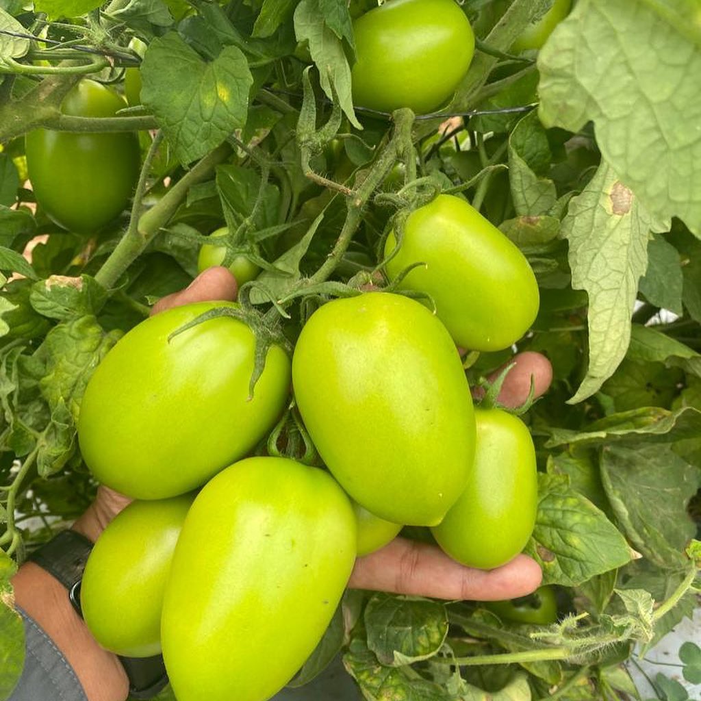 Tomate Rutilus Sobre 1 millar