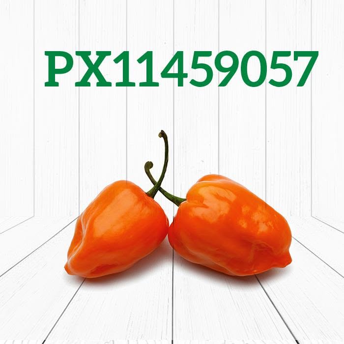 Chile Habanero PX 11459057 Sobre 1 millar