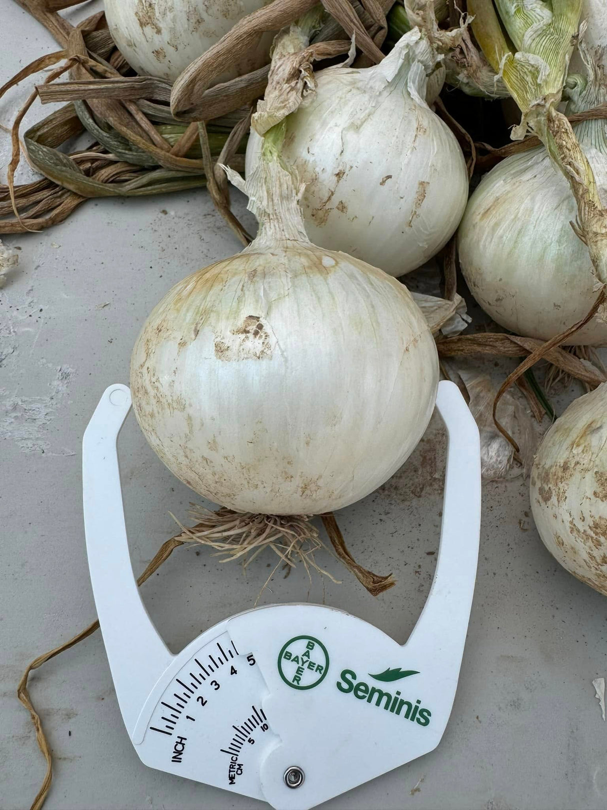 Cebolla Roca Blanca Sobre 100 millares