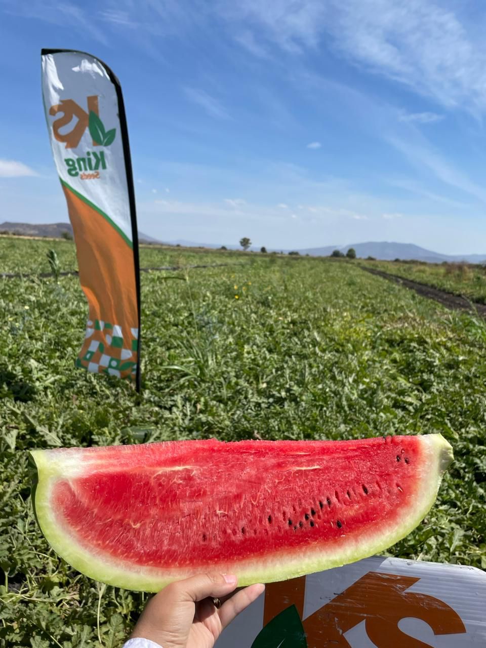 Sandia Escarlett Sobre 5 Millares