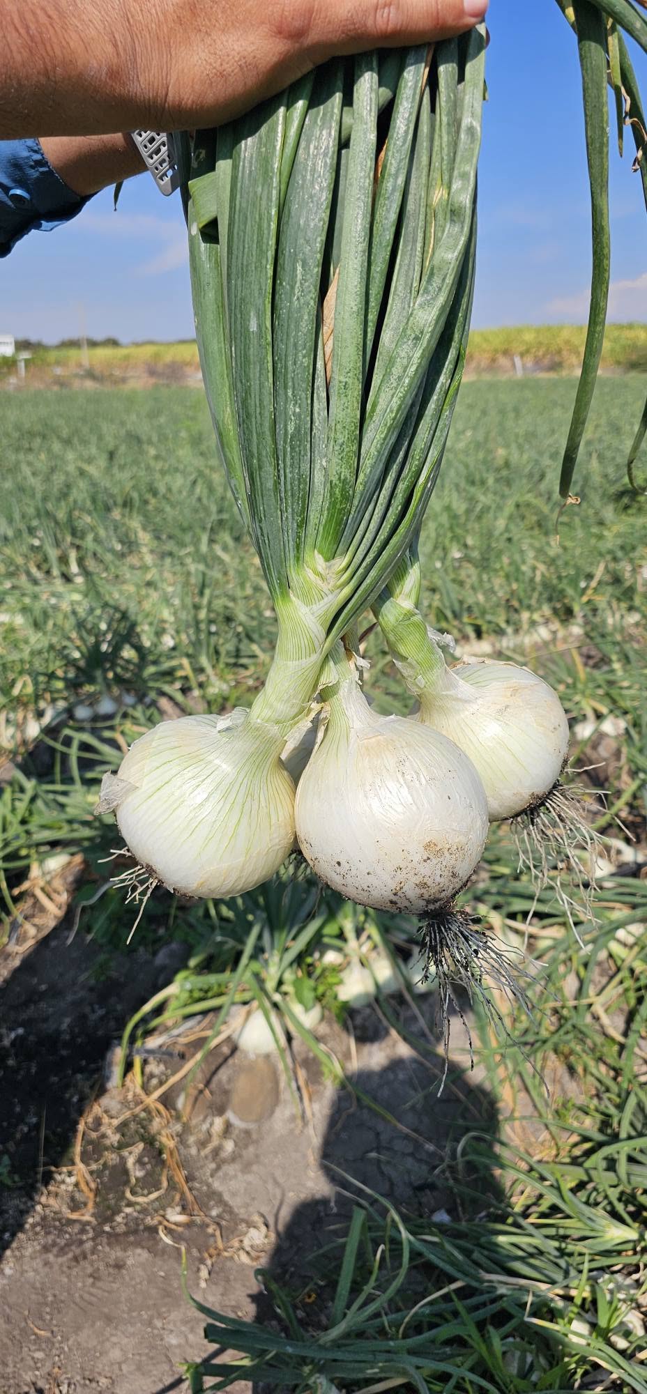 Cebolla Roca Blanca Sobre 100 millares