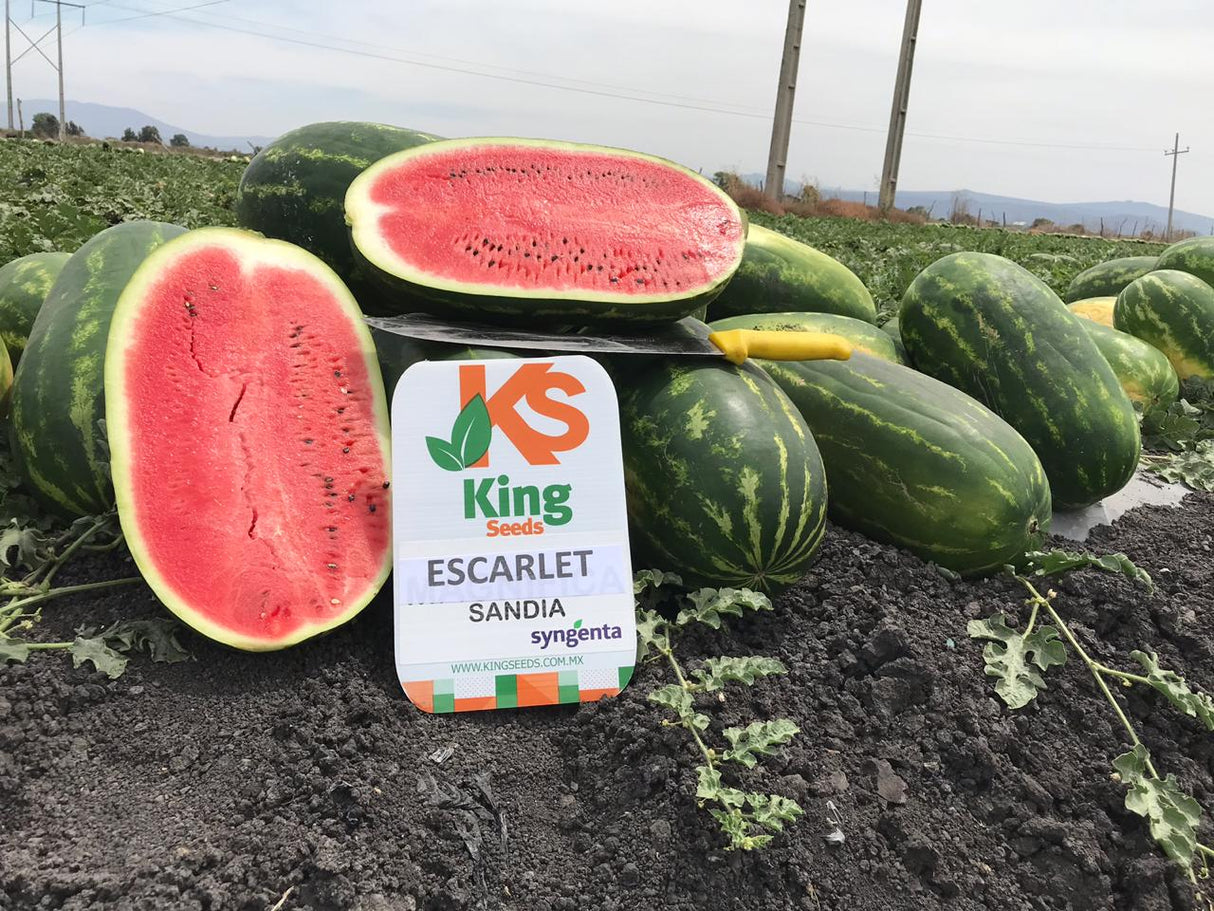 Sandia Escarlett Sobre 5 Millares