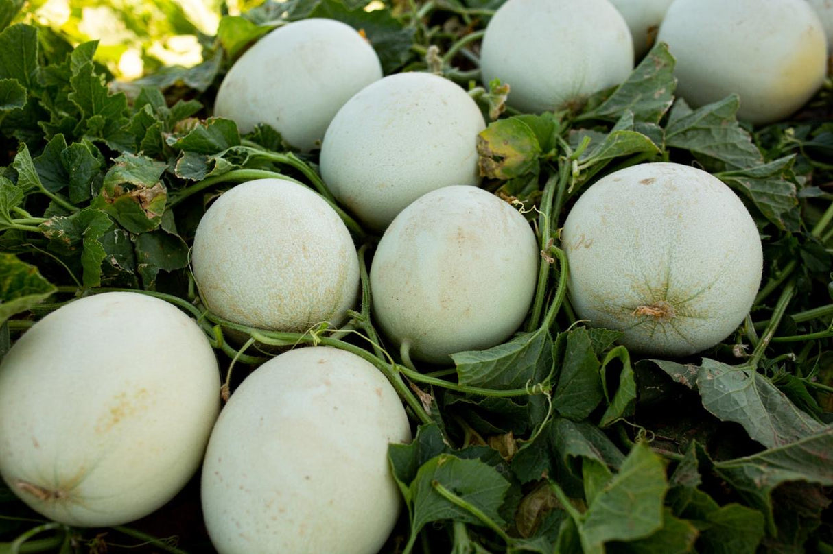 Melón Perla Verde Sobre 10 Millares