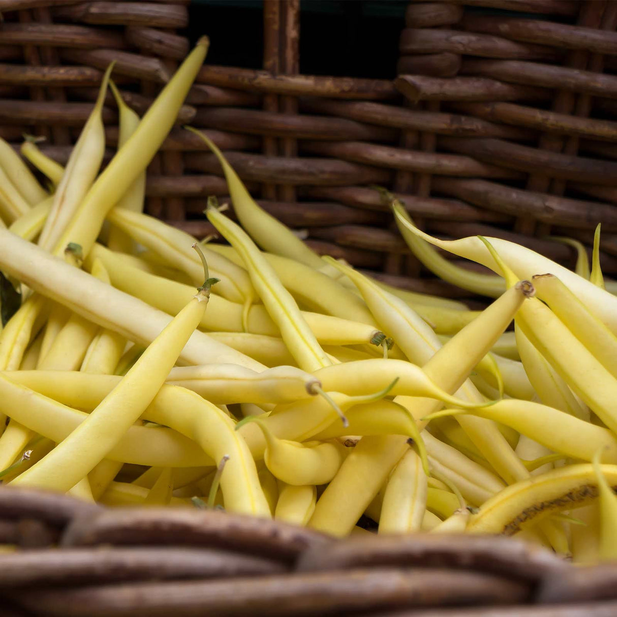 Ejote Amarillo Wax Goldrush Saco 50Lb