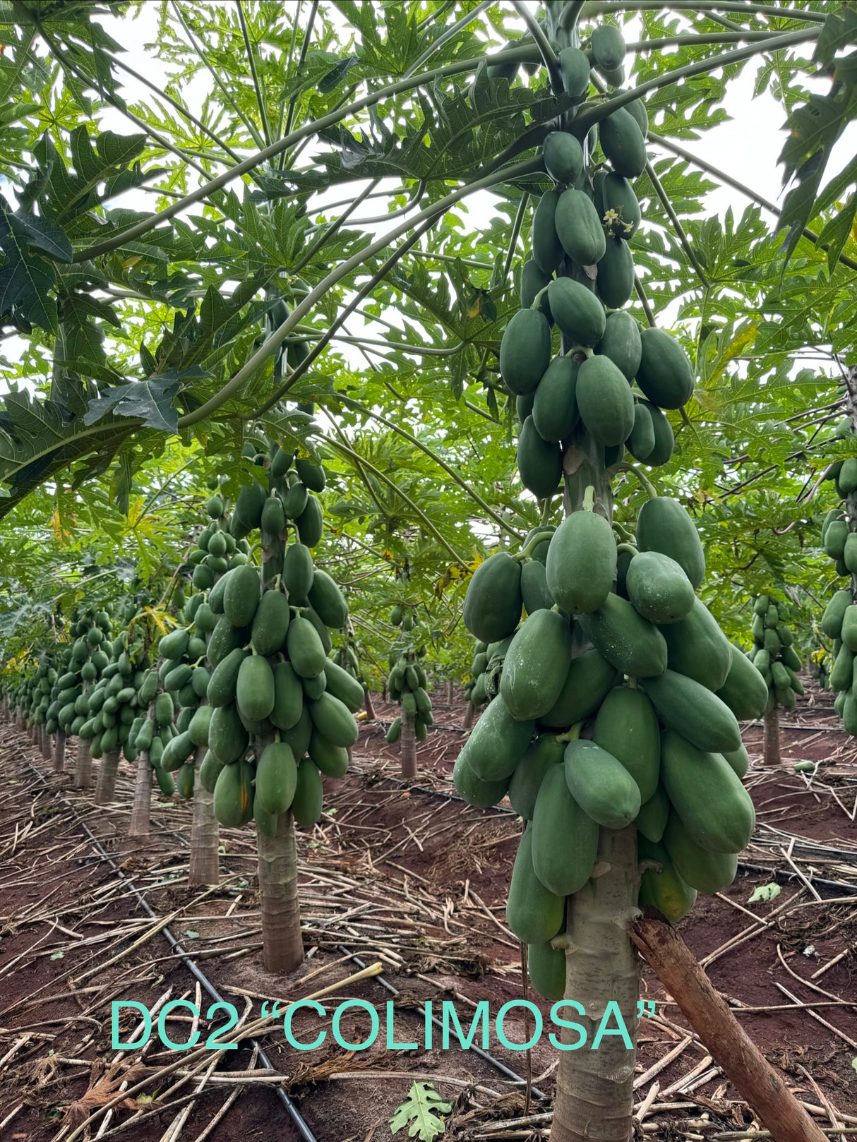Papaya DC2 Colimosa Sobre 2.5 millares