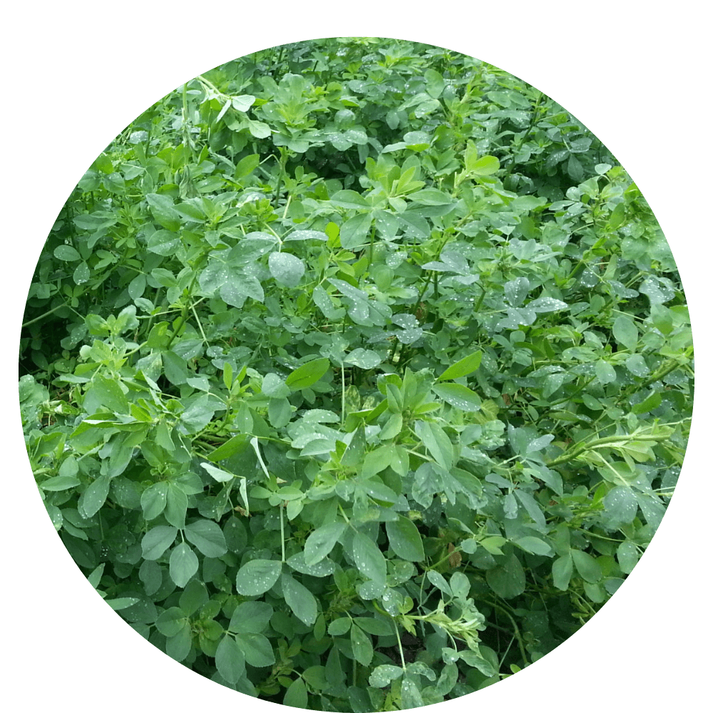 Alfalfa CUF-101 Saco 20 Kg Peletizada