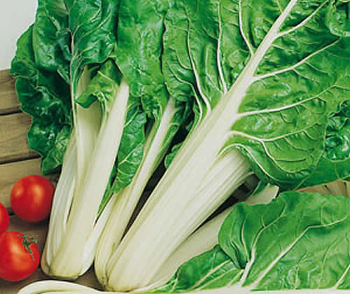 Acelga Fordhook Giant Saco 30 Lb