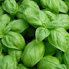 Albahaca Italian Large Leaf sin tratamiento Sobre 1Lb