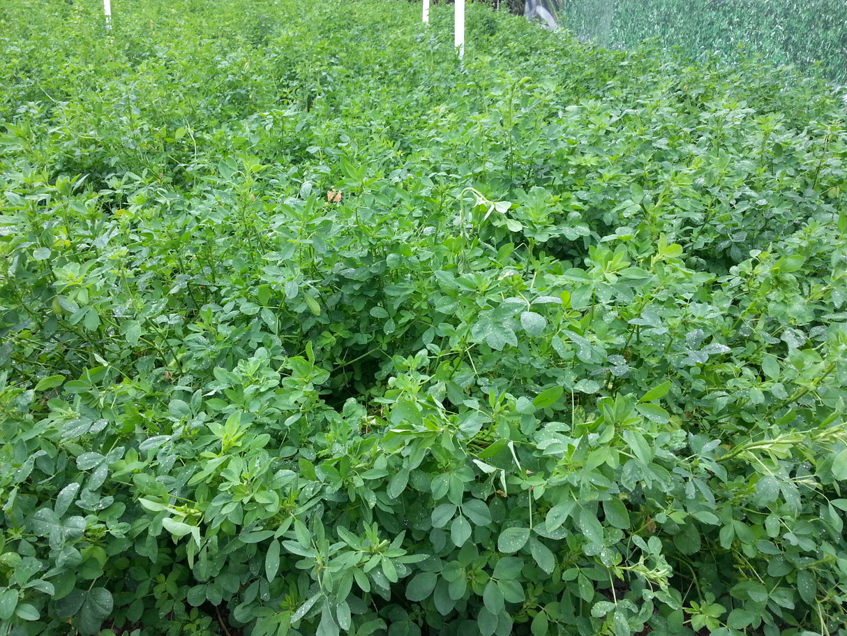 Alfalfa CUF101 Desnuda Saco 20Kg