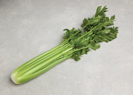 Apio Command sin tratamiento Sobre 500 Millares. Promoción 10+1 (se aplica en el carrito)