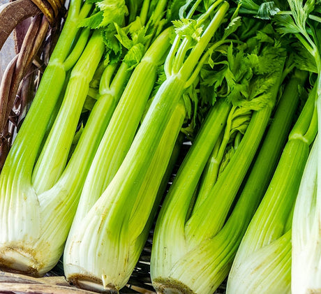 Apio Tall Utah Sobre 1 Lb