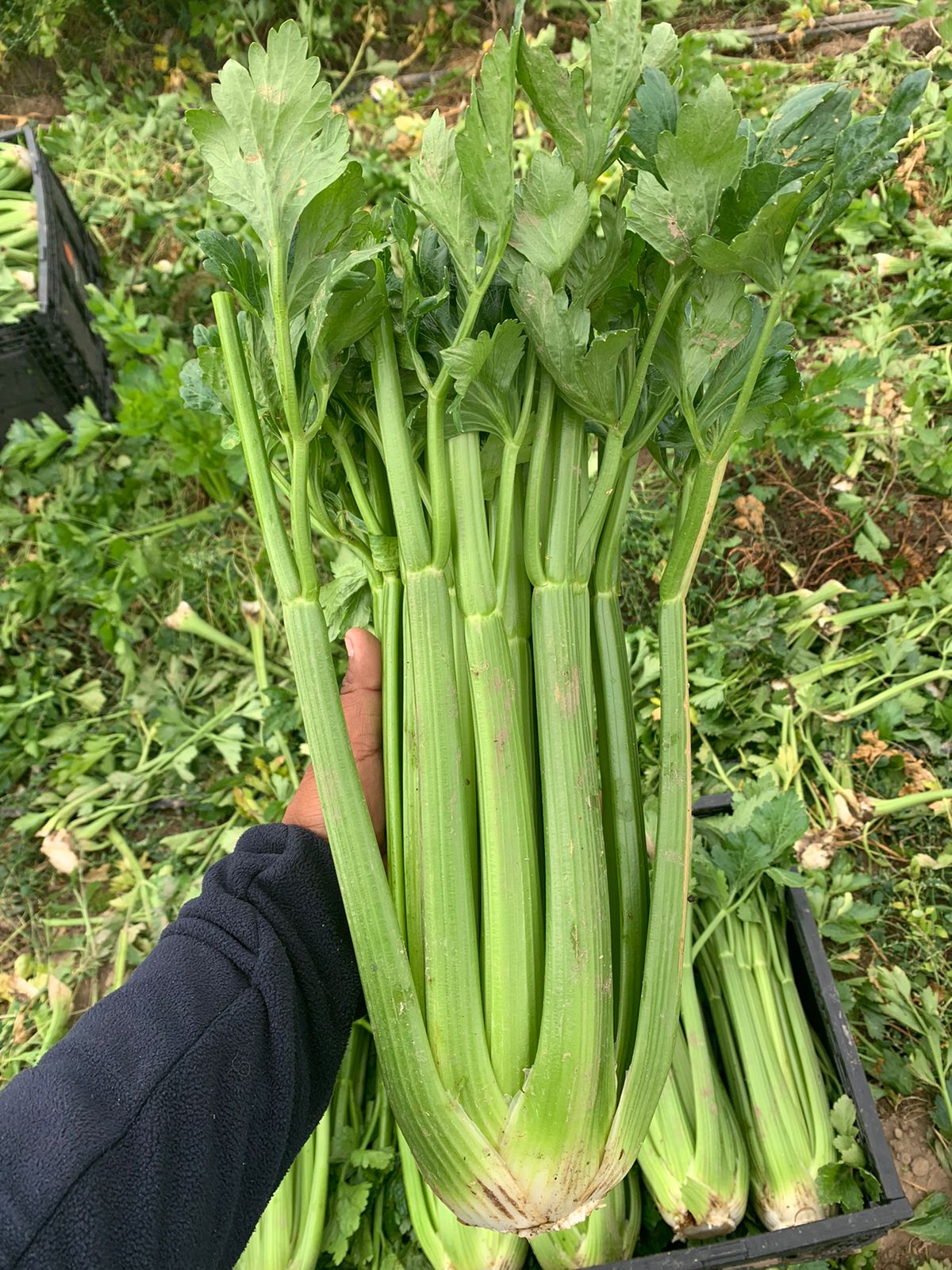 Apio Conquistador sin tratamiento Sobre 500 millares. Descuento 25% (se aplica en el carrito)