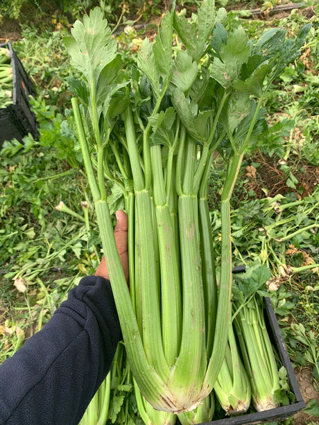 Apio Conquistador sin tratamiento Sobre 500 millares. Descuento 25% (se aplica en el carrito)