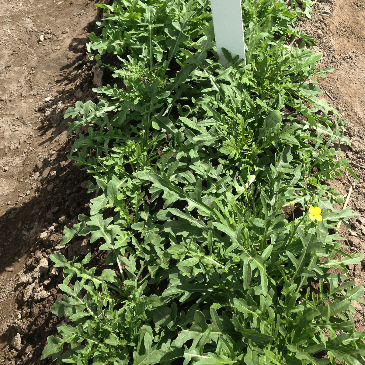 Arúgula Wild Rocket (1002) Sobre 1 Lb