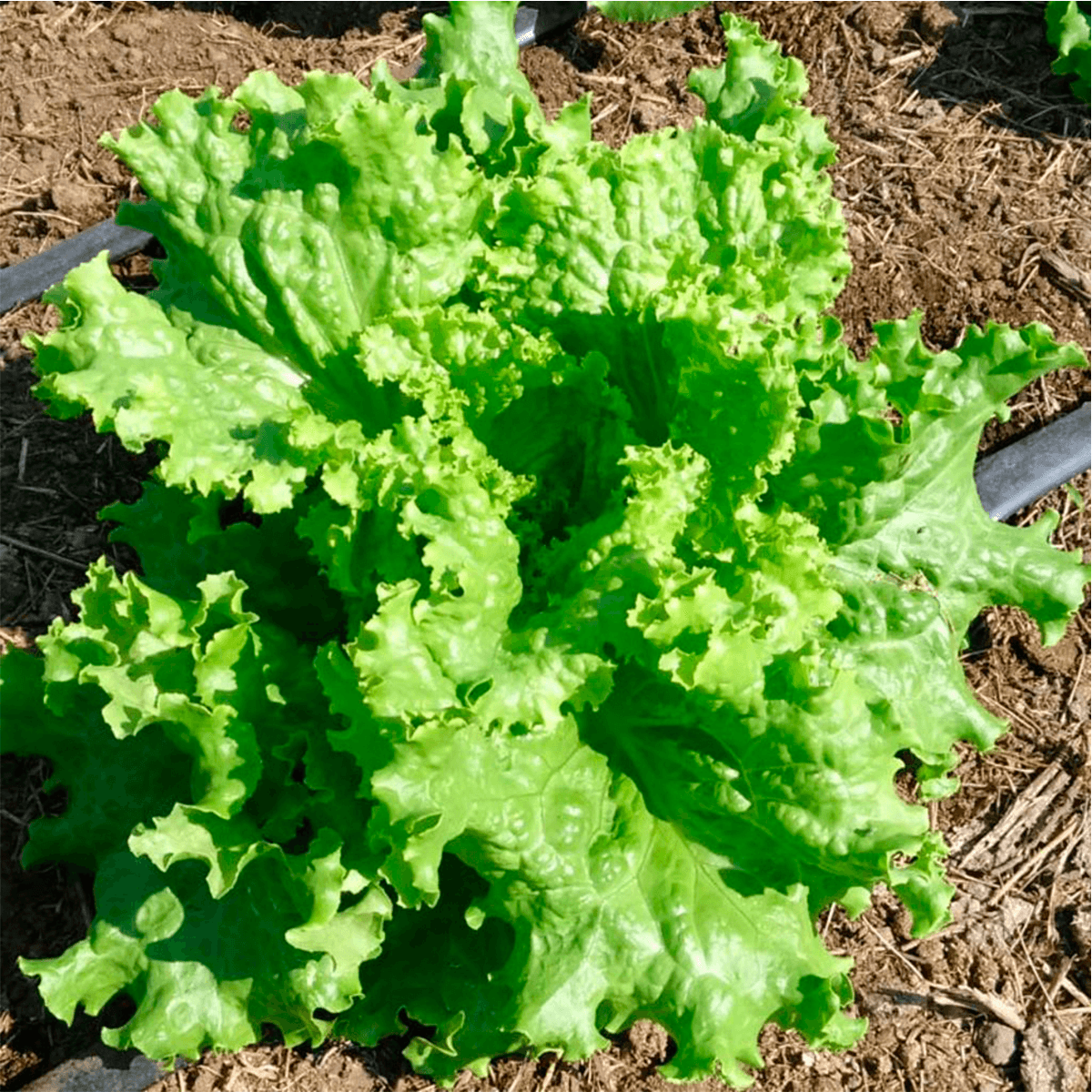 Lechuga Back Simpson Sobre 1 Libra