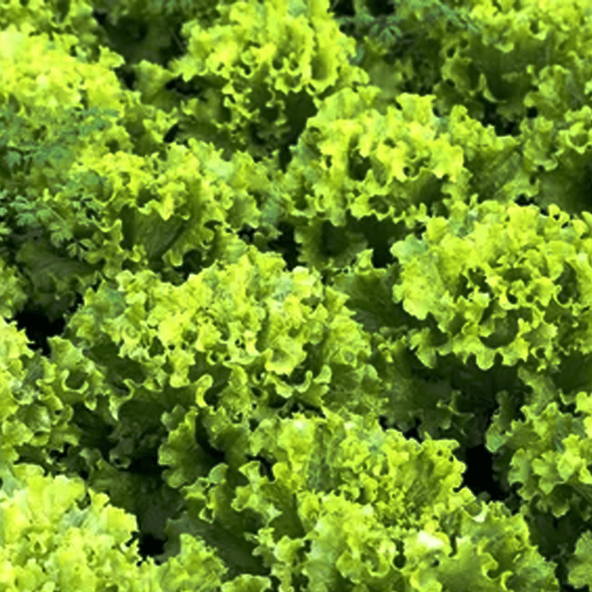 Lechuga Back Simpson Sobre 1 Libra