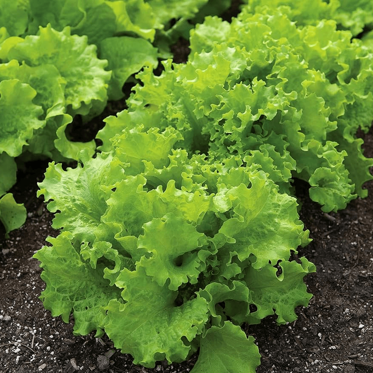 Lechuga Back Simpson Sobre 1 Libra