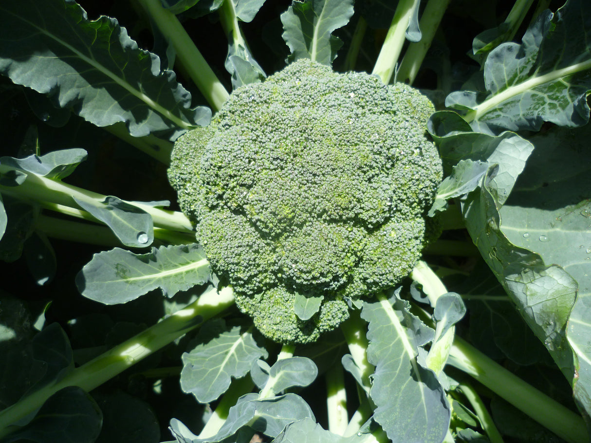 Brocoli Sobre 0.8 Grs