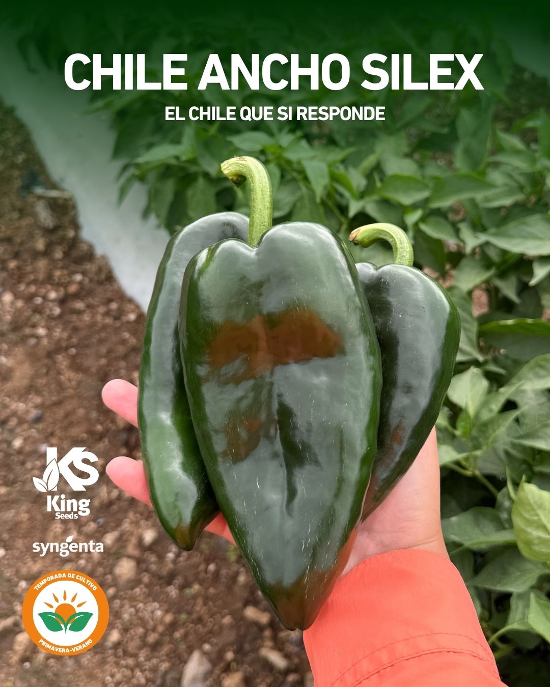 Chile Ancho Silex Sobre 2 millares