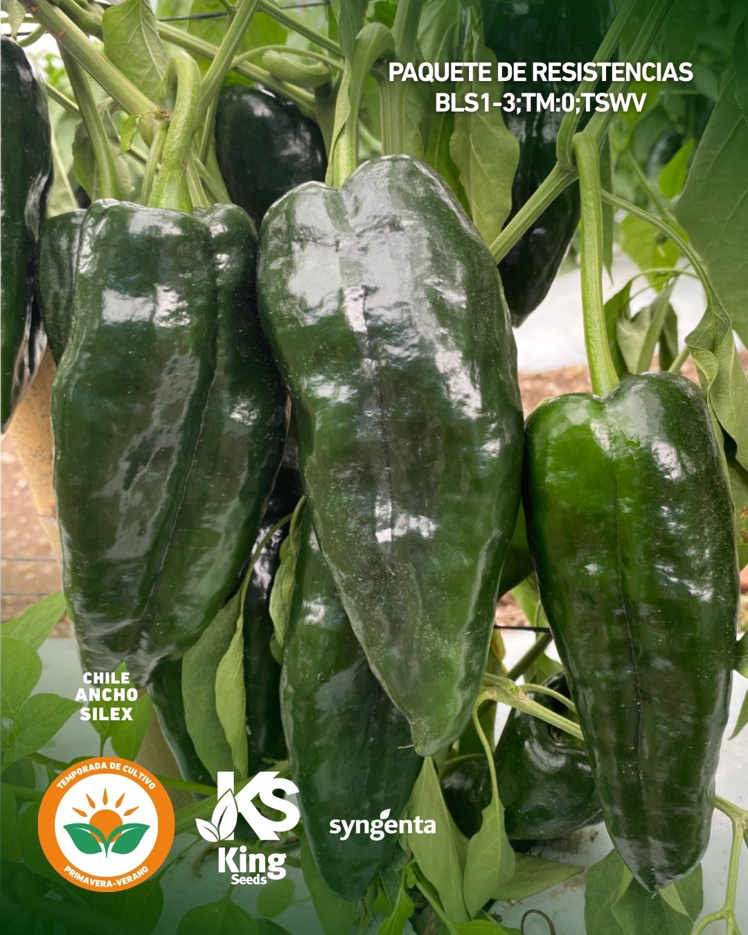 CHILE ANCHO SILEX SOBRE 2M