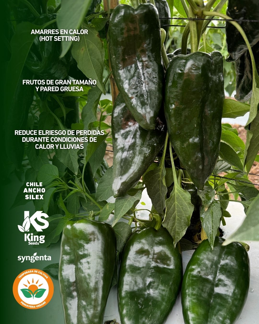 Chile Ancho Silex Sobre 2 millares