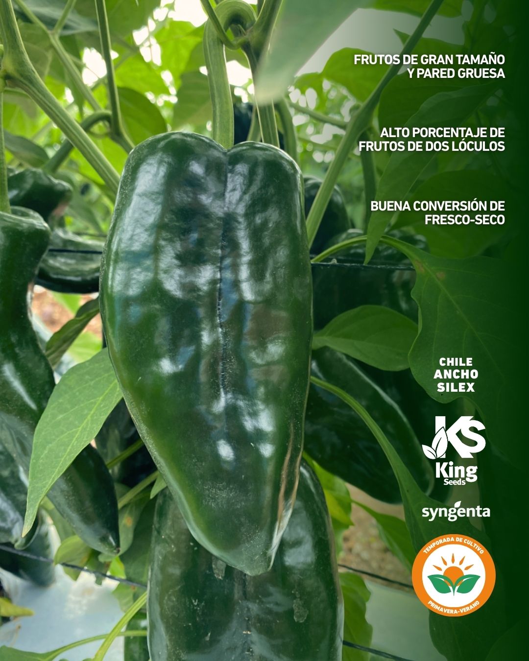 Chile Ancho Silex Sobre 2 millares